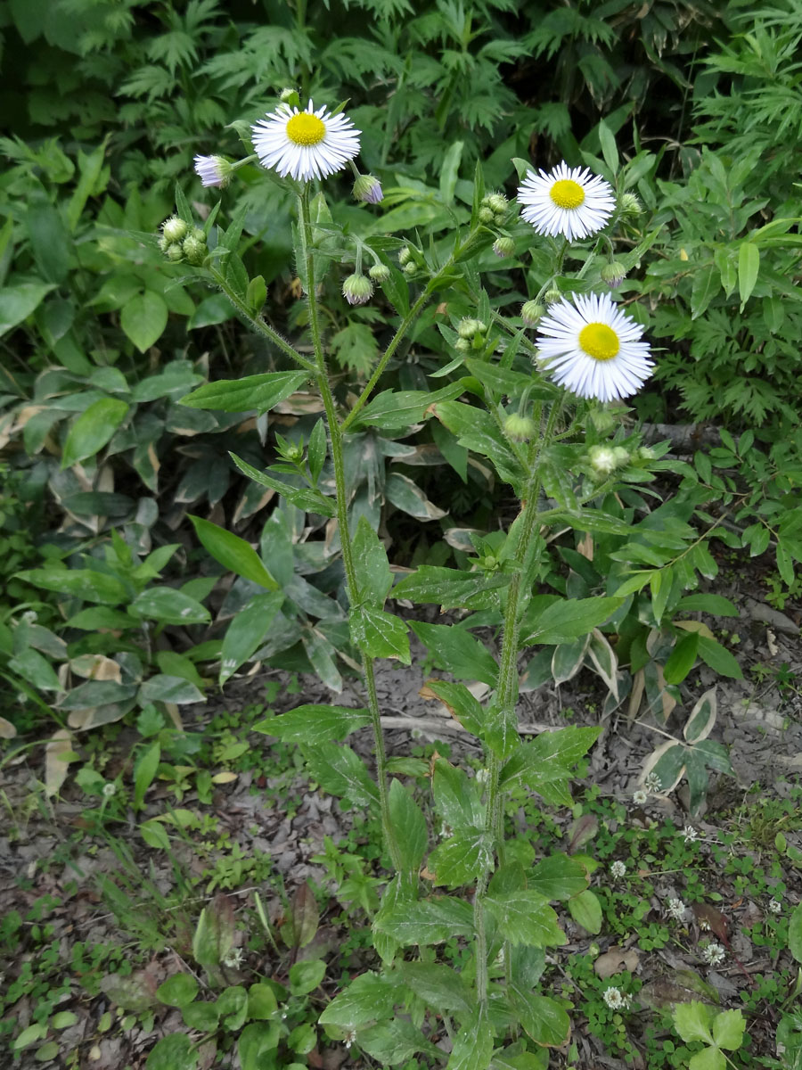 Image of Erigeron annuus specimen.