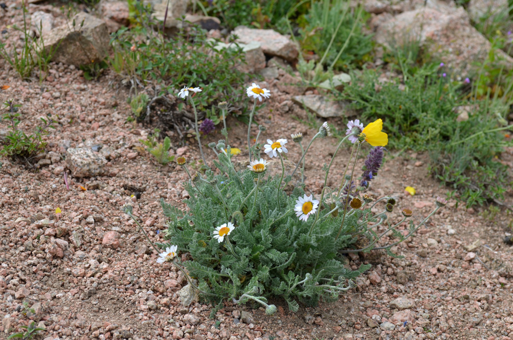 Image of Richteria pyrethroides specimen.