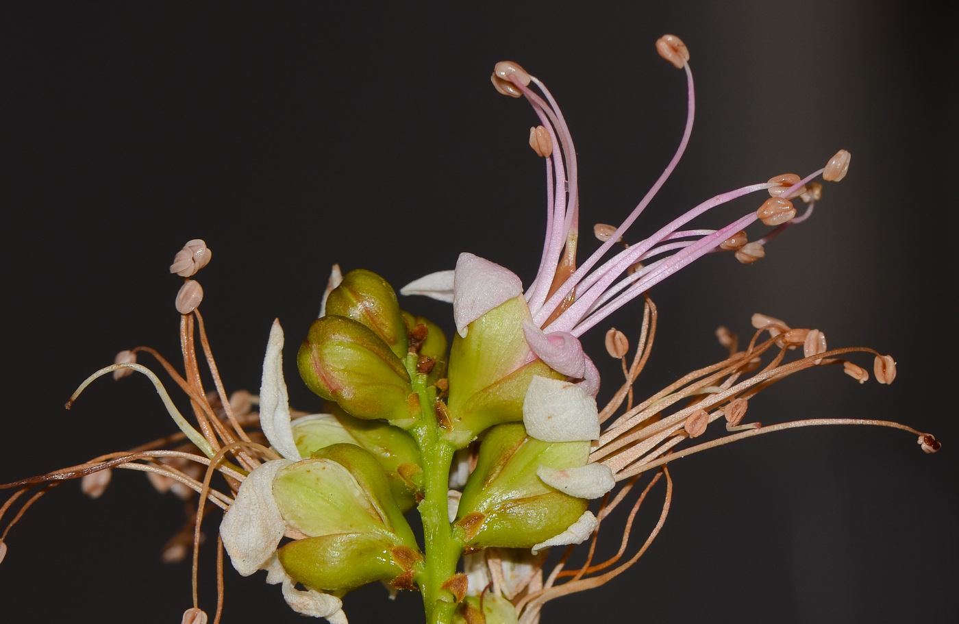 Image of Schotia latifolia specimen.