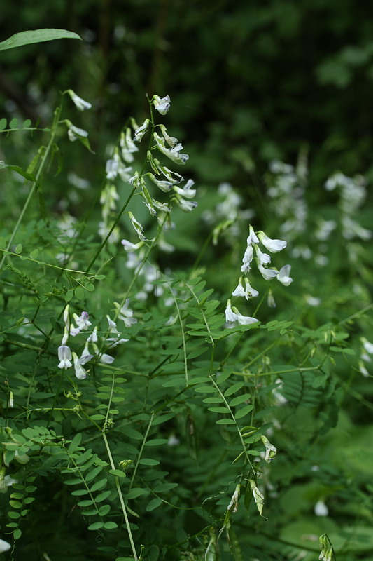 Image of Vicia sylvatica specimen.