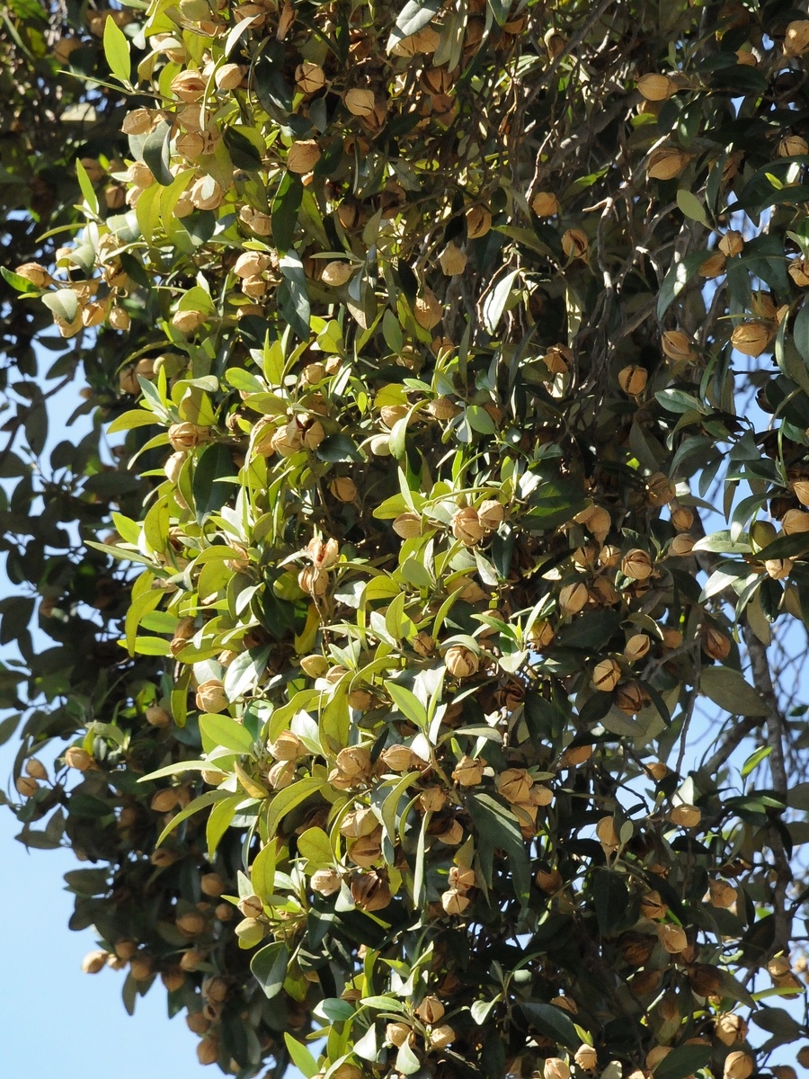 Image of Lagunaria patersonia specimen.