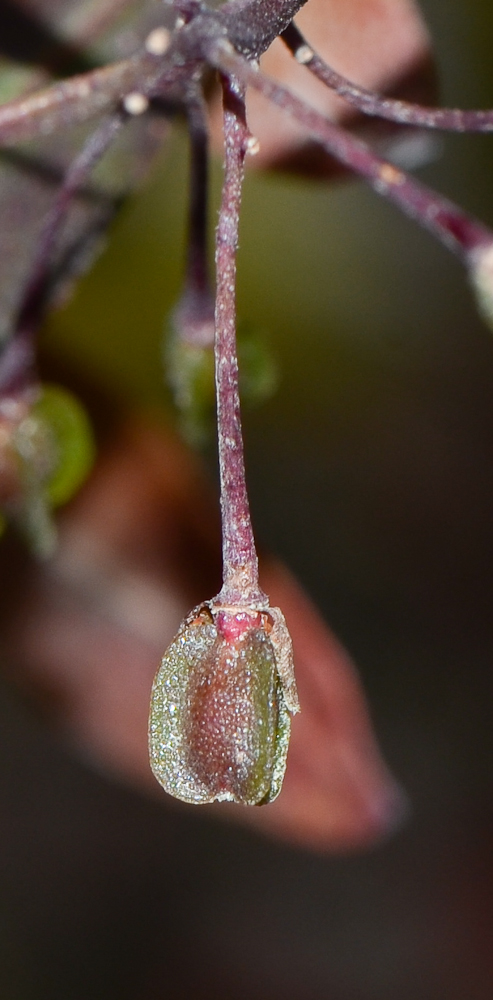 Image of Dodonaea viscosa specimen.