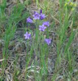 Campanula sibirica. Верхушка цветущего растения. Иркутская обл., Иркутский р-н, западнее с. Максимовщина, обочина грунтовой дороги. 25.06.2015.