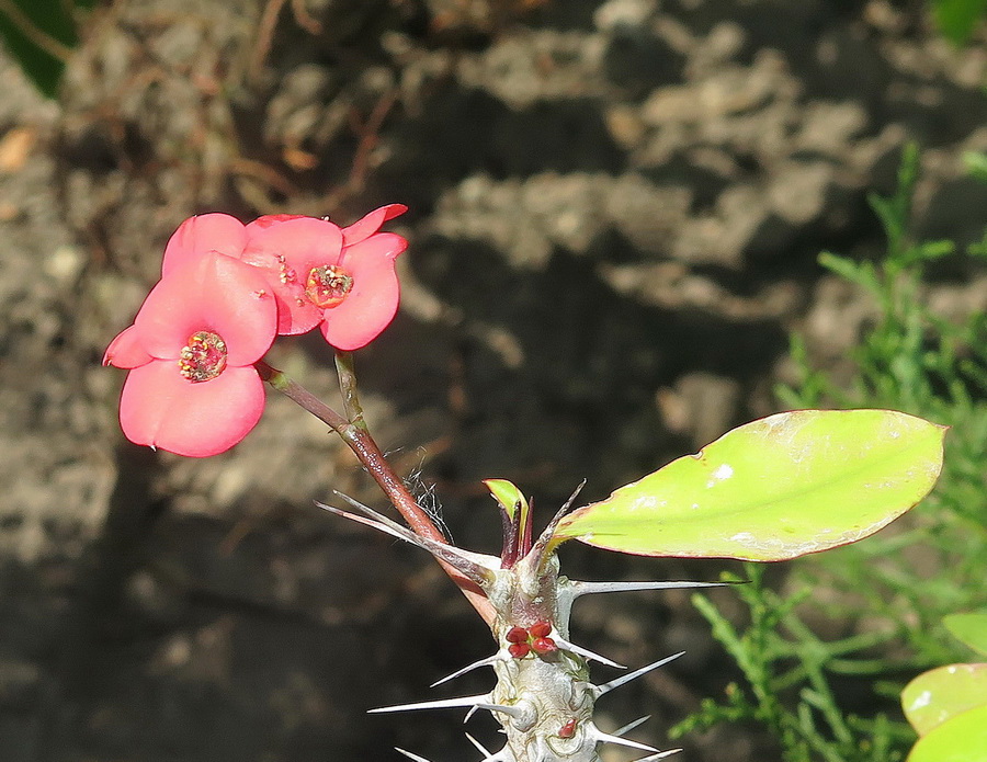 Image of Euphorbia splendens specimen.