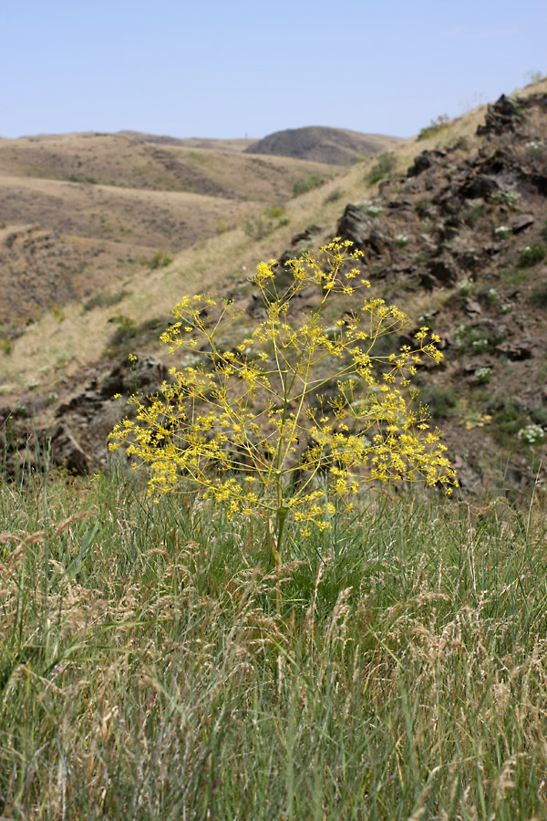 Изображение особи Ferula karatavica.