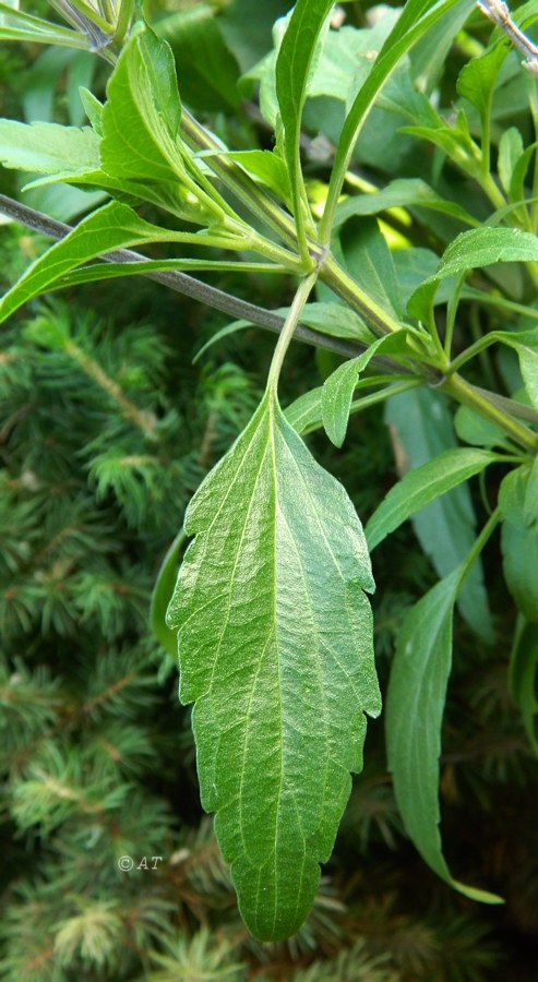 Image of Salvia farinacea specimen.