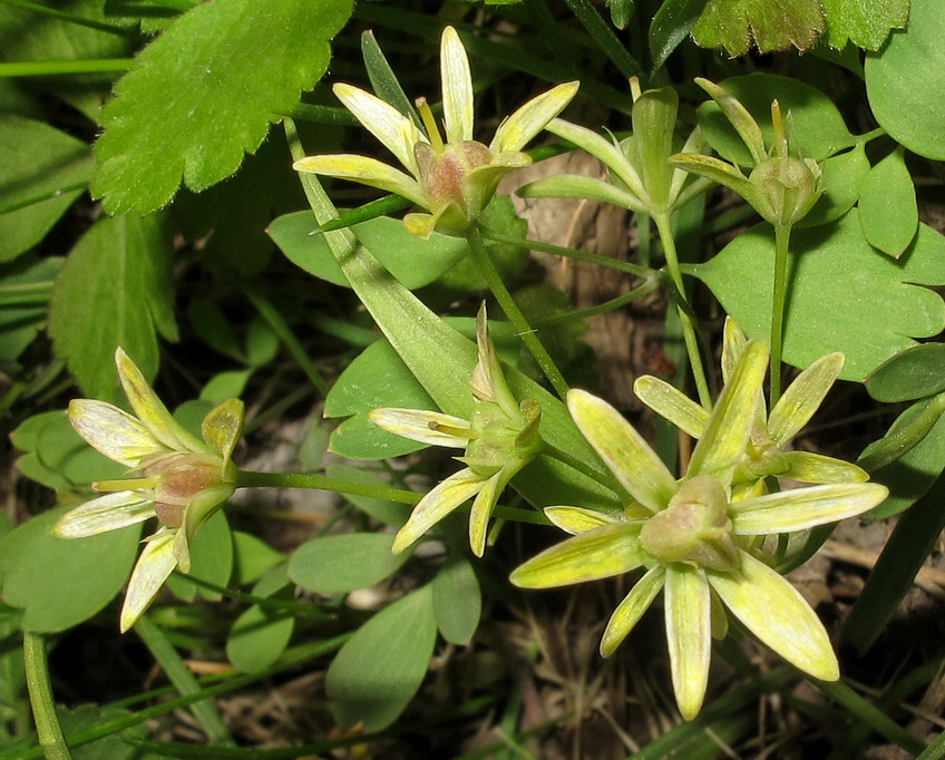 Image of Gagea nakaiana specimen.