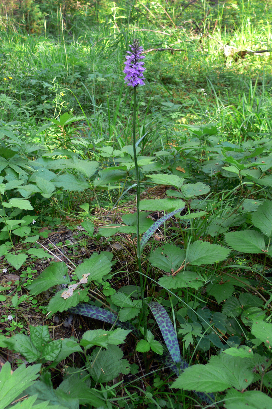 Изображение особи Dactylorhiza fuchsii.