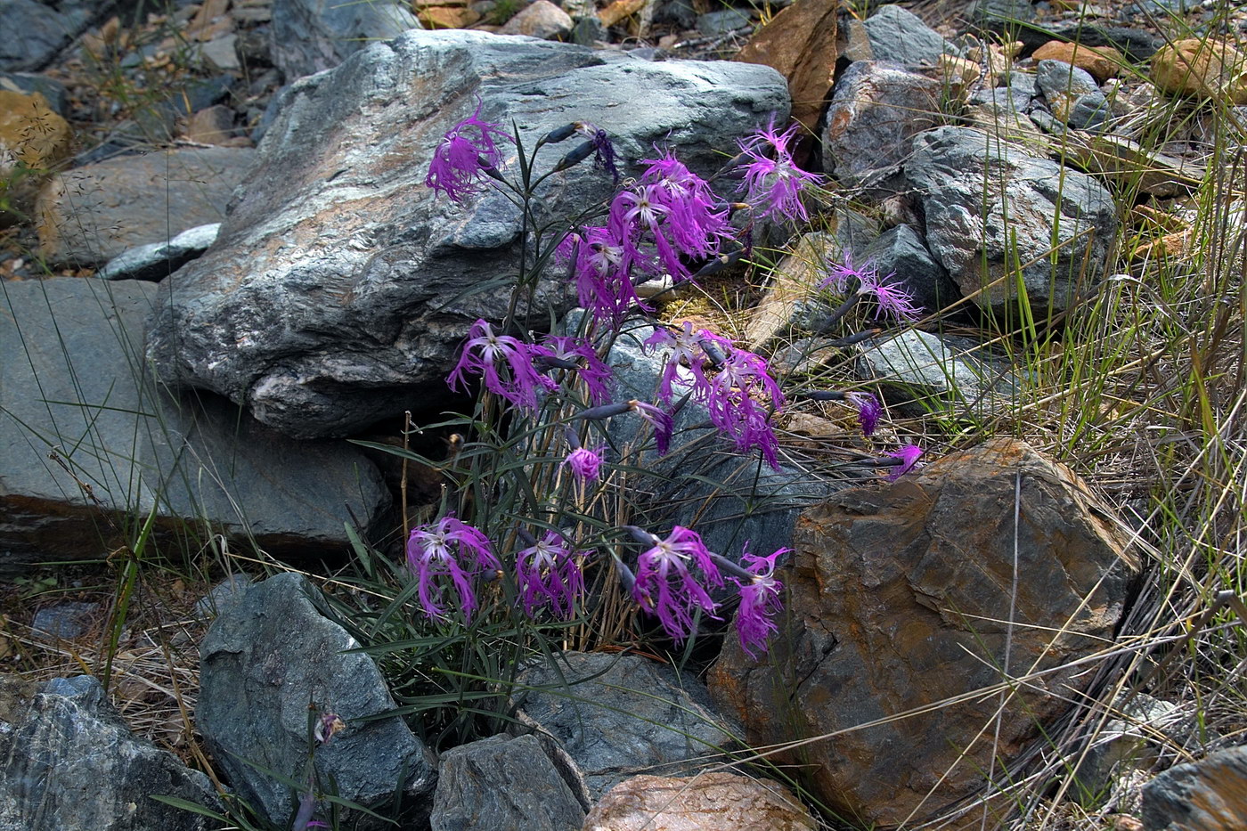 Image of Dianthus superbus specimen.