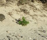 Patellifolia procumbens. Бутонизирующее растение у подножия дюны на пляже los Lagos de Cotillo. Испания, автономное сообщество Канарские острова, остров Фуэртевентура, провинция Лас Пальмас, муниципалитет Ла Олива, пос. Эль Котильо. 06.03.2016.