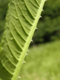 Dipsacus fullonum