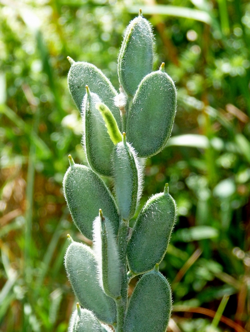 Image of Fibigia eriocarpa specimen.