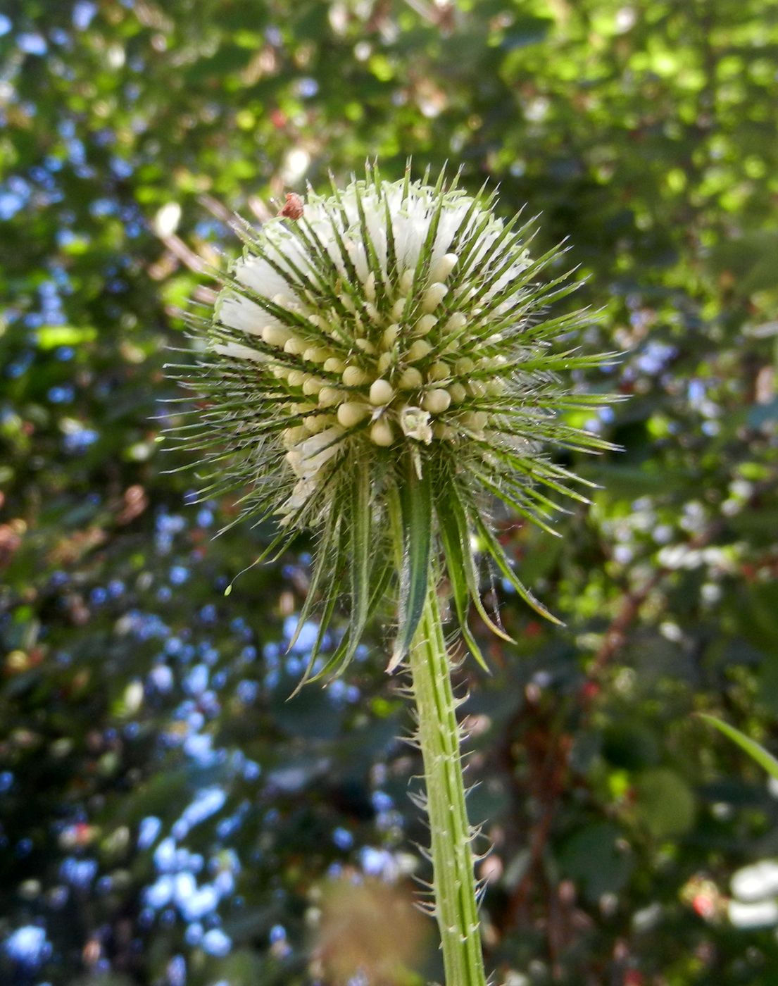 Image of Dipsacus strigosus specimen.