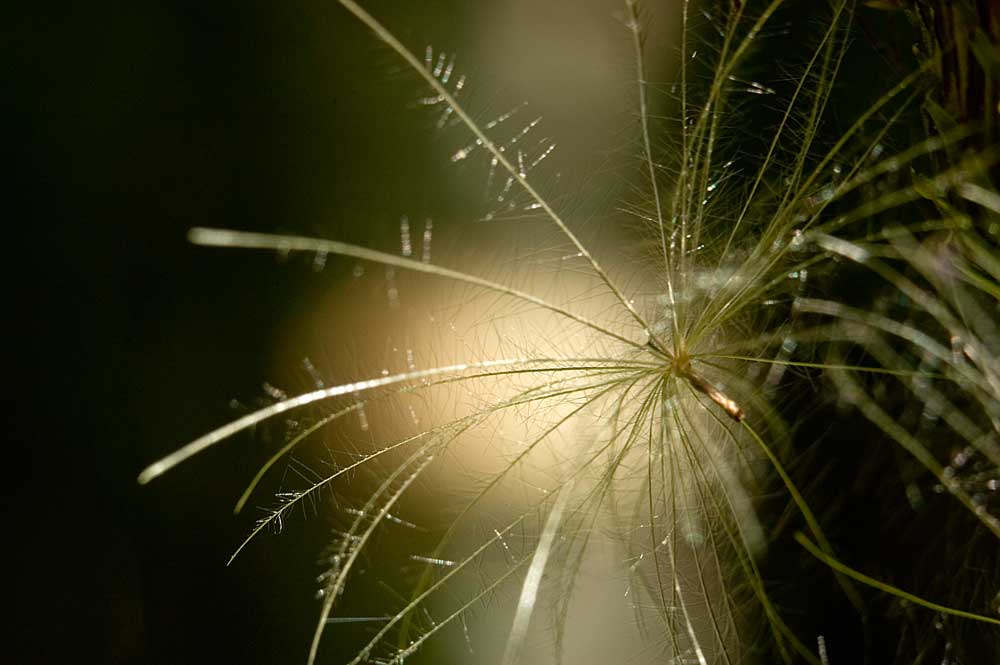 Image of Cirsium heterophyllum specimen.