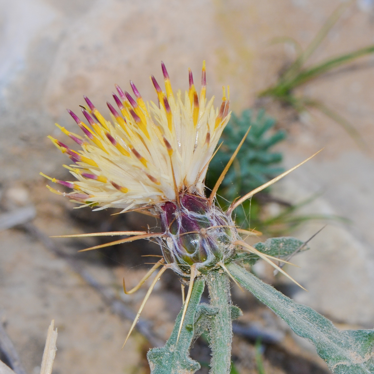 Image of Centaurea aegyptiaca specimen.