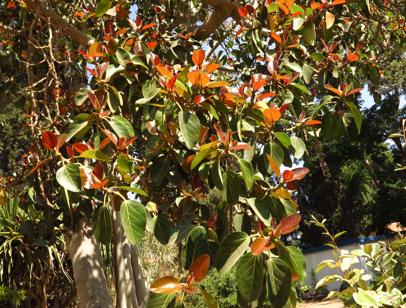 Изображение особи Ficus benghalensis.