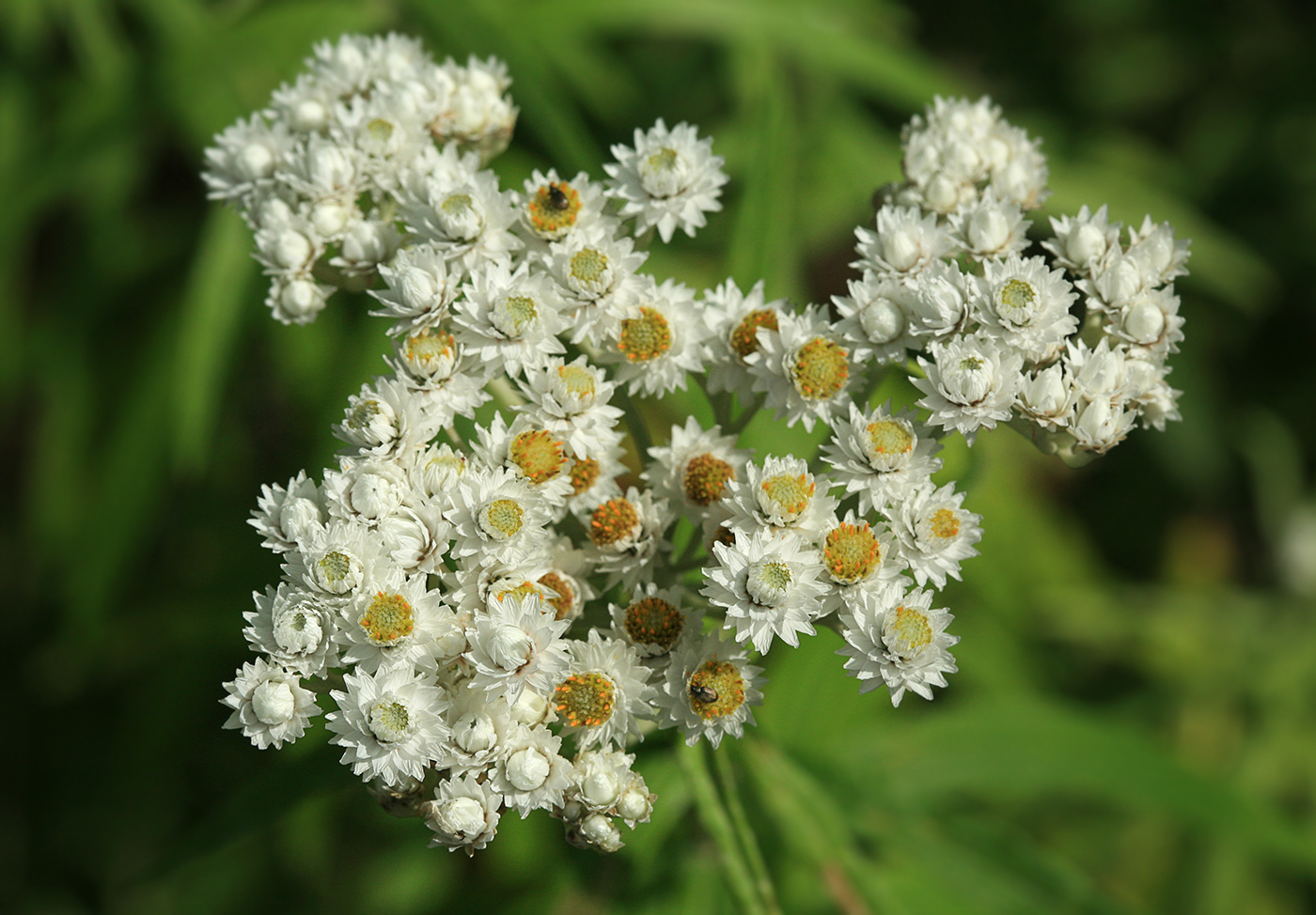 Изображение особи Anaphalis margaritacea.