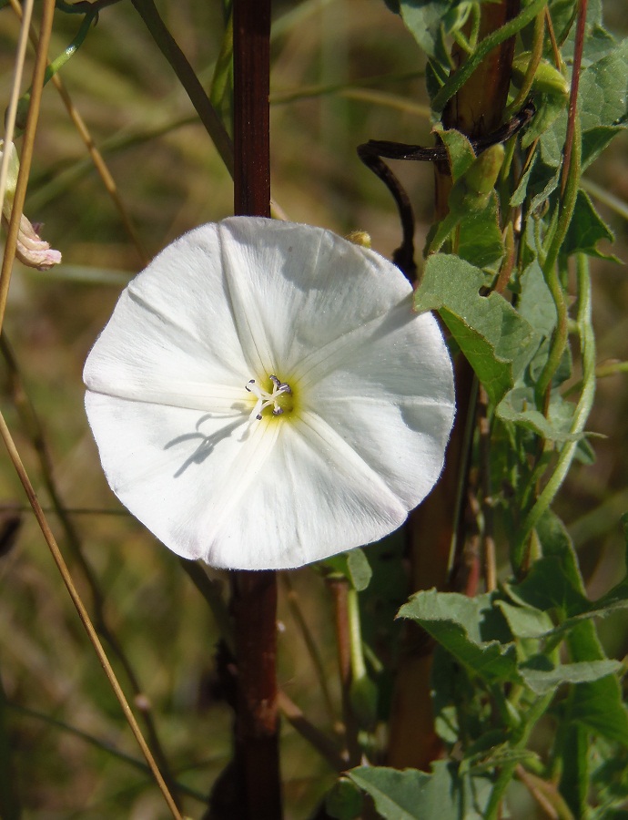 Изображение особи Convolvulus arvensis.