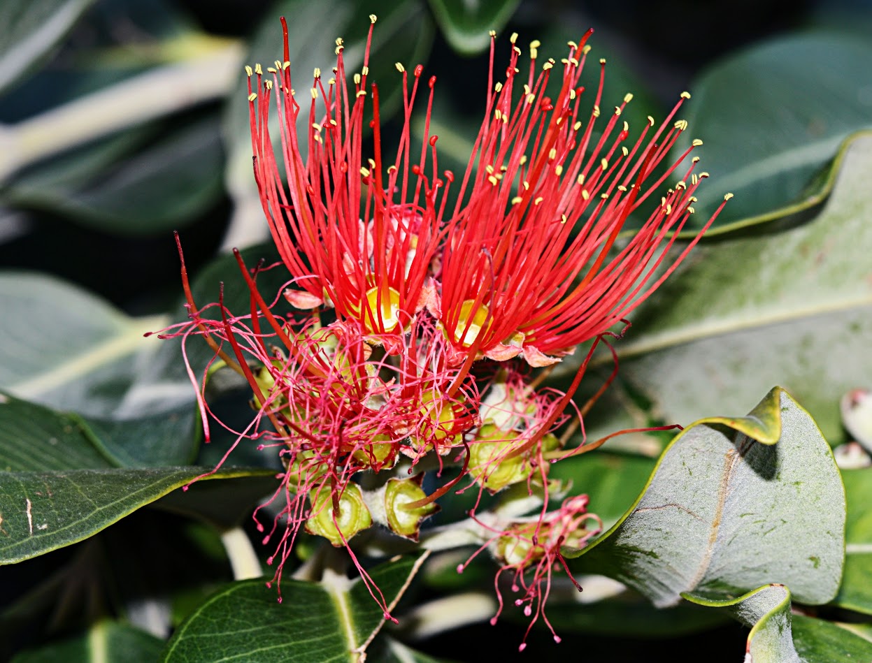 Image of Metrosideros excelsa specimen.