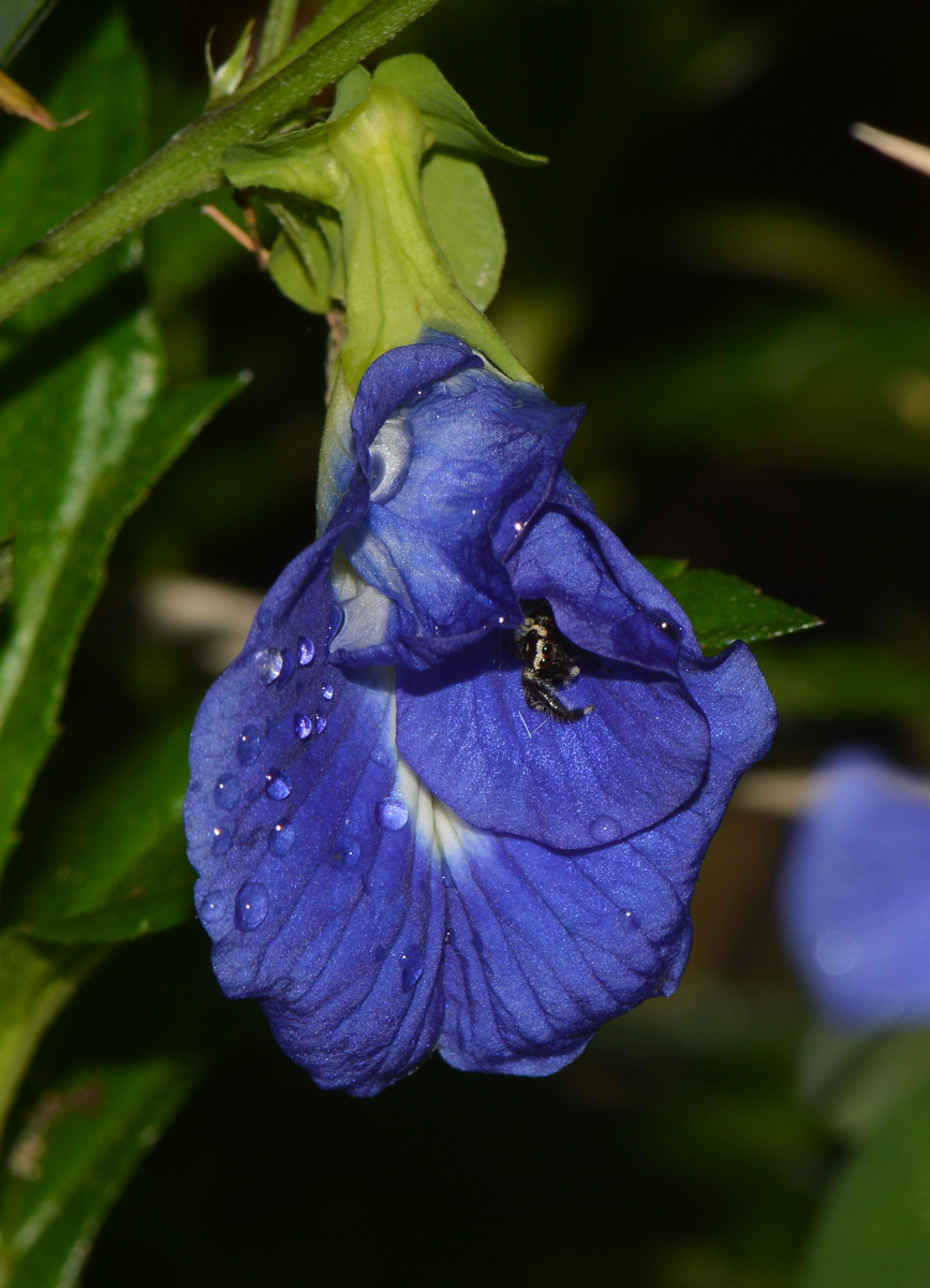 Изображение особи Clitoria ternatea.