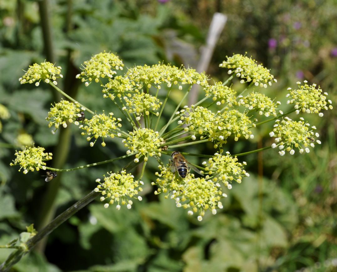 Изображение особи Heracleum sphondylium ssp. ternatum.