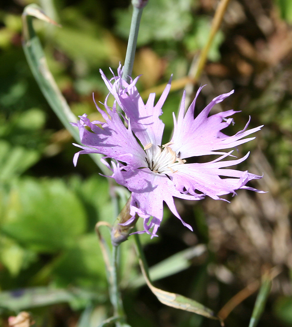 Image of genus Dianthus specimen.