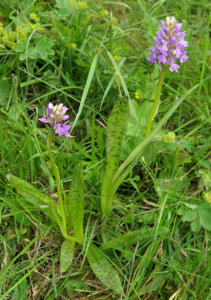 Изображение особи Dactylorhiza baltica.