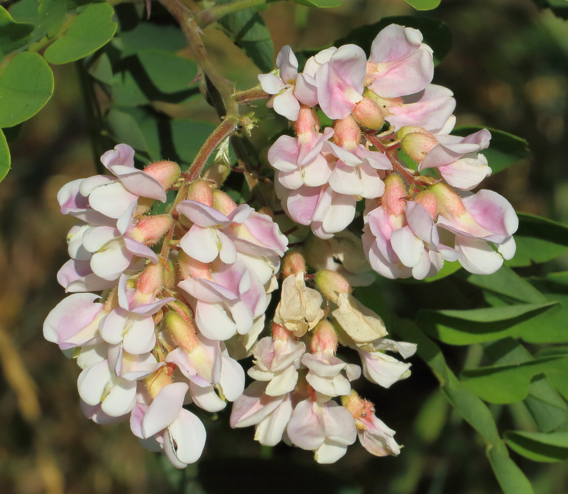 Image of Robinia &times; ambigua specimen.