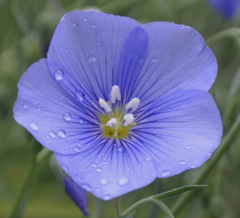 Image of genus Linum specimen.