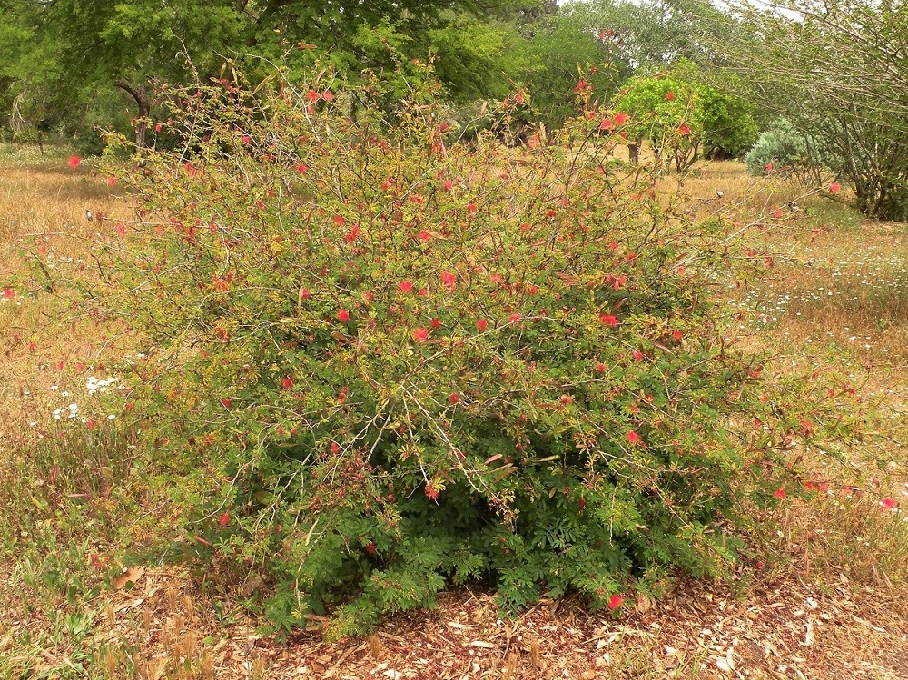 Изображение особи Calliandra californica.