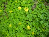 Doronicum orientale