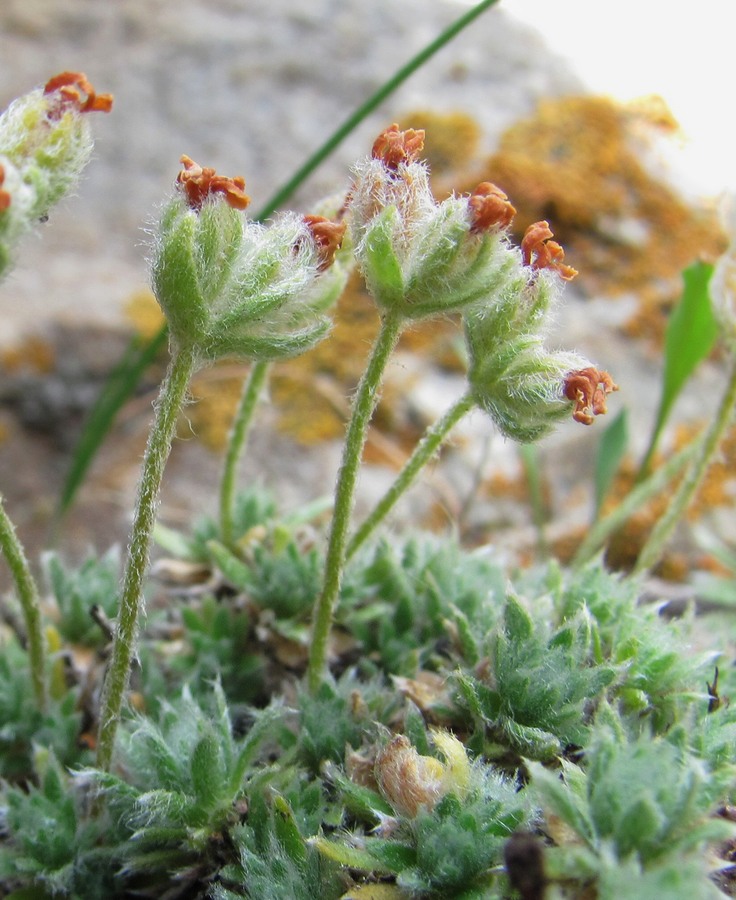 Image of Androsace barbulata specimen.