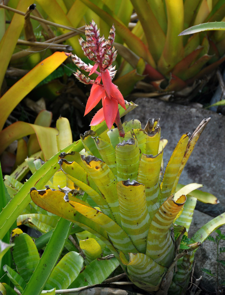 Image of Aechmea chantinii specimen.