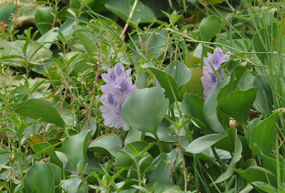 Изображение особи Eichhornia crassipes.