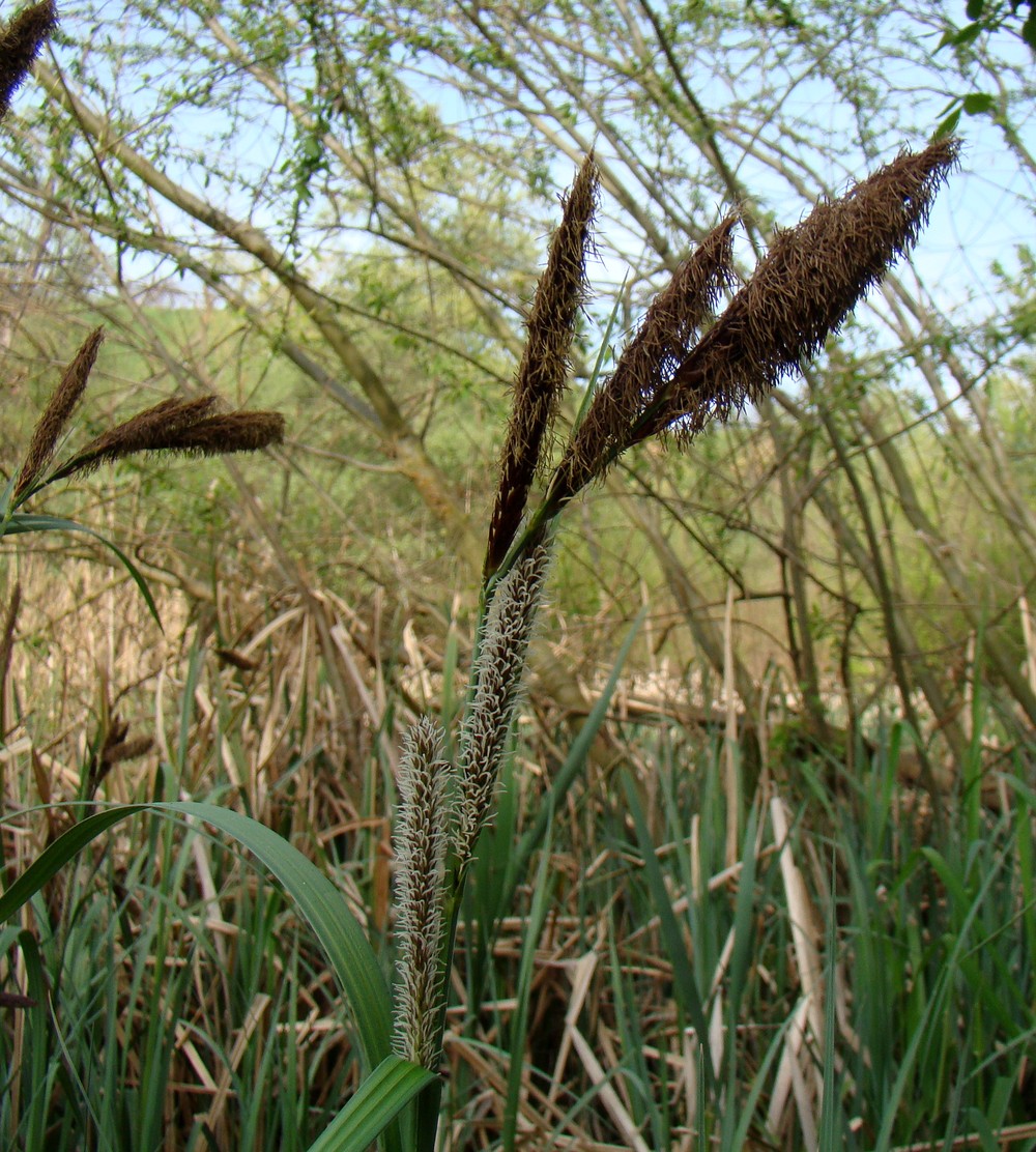 Image of Carex riparia specimen.