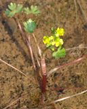 Ranunculus sceleratus. Цветущее растение. Якутия, Мирнинский р-н, вдоль дороги на Сюльдюкар, в 4 км ниже Светлинской ГЭС. 21.06.2009.
