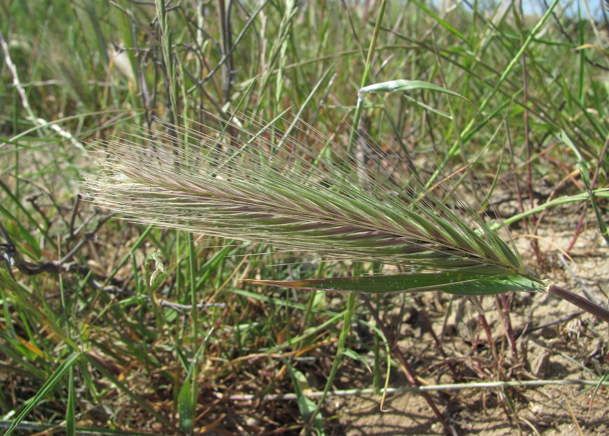 Image of Hordeum glaucum specimen.