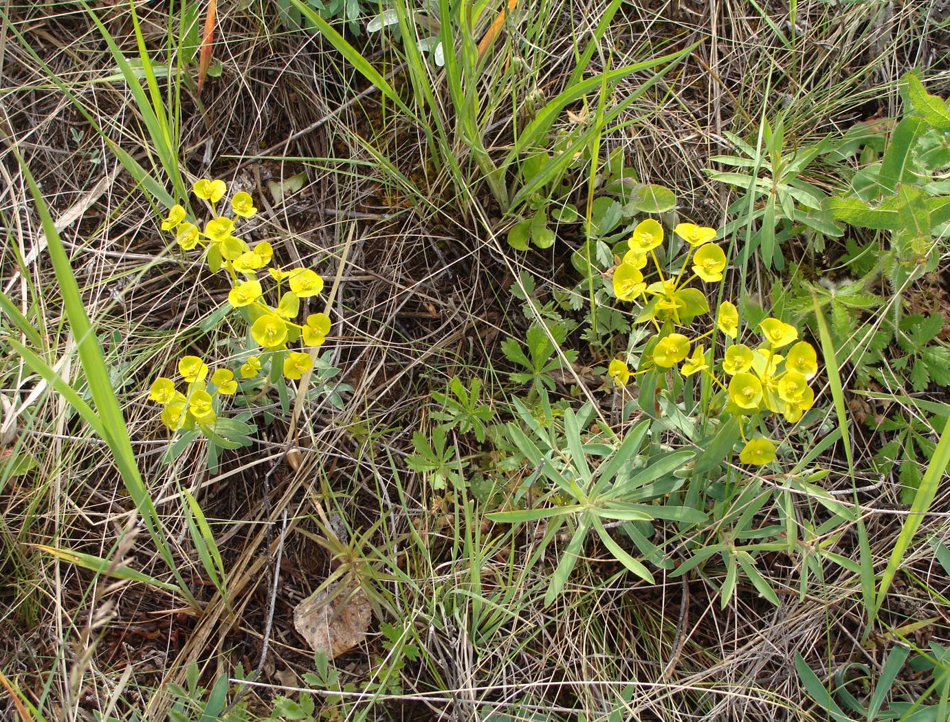 Image of genus Euphorbia specimen.