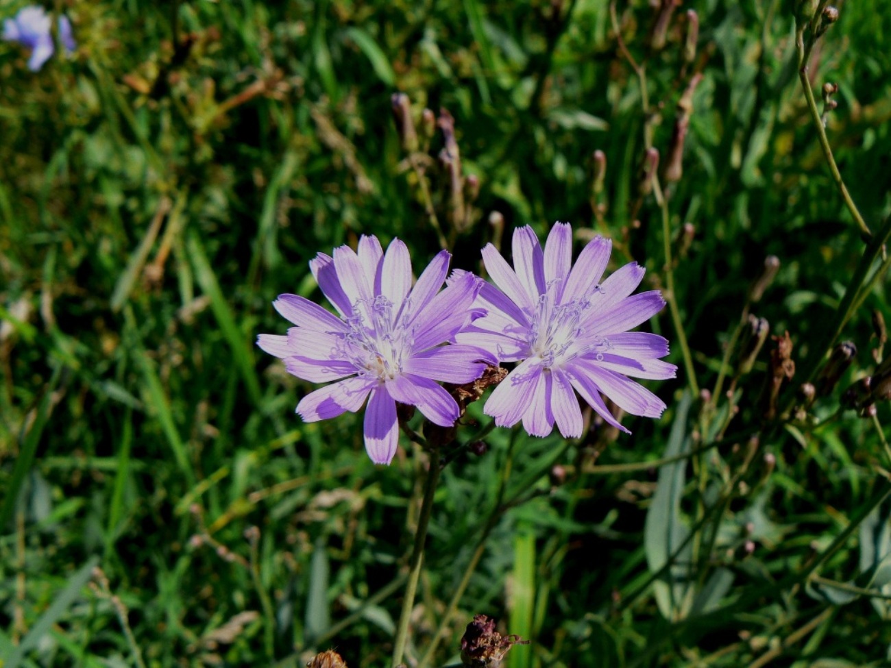 Image of Lactuca tatarica specimen.