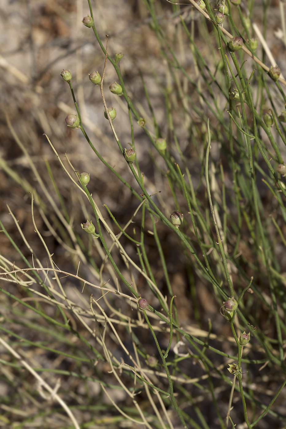 Image of Linaria popovii specimen.