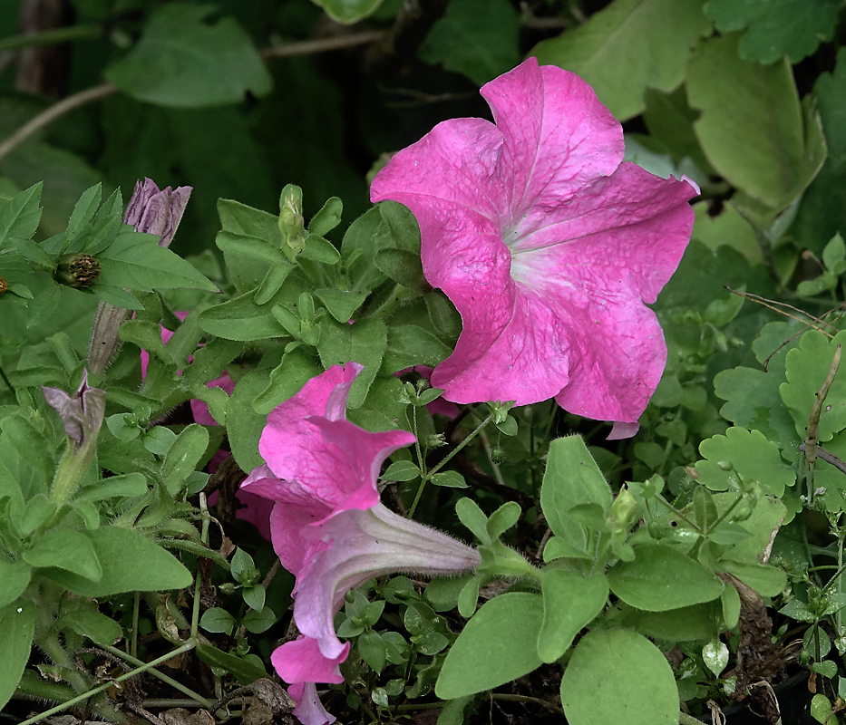 Image of Petunia &times; hybrida specimen.