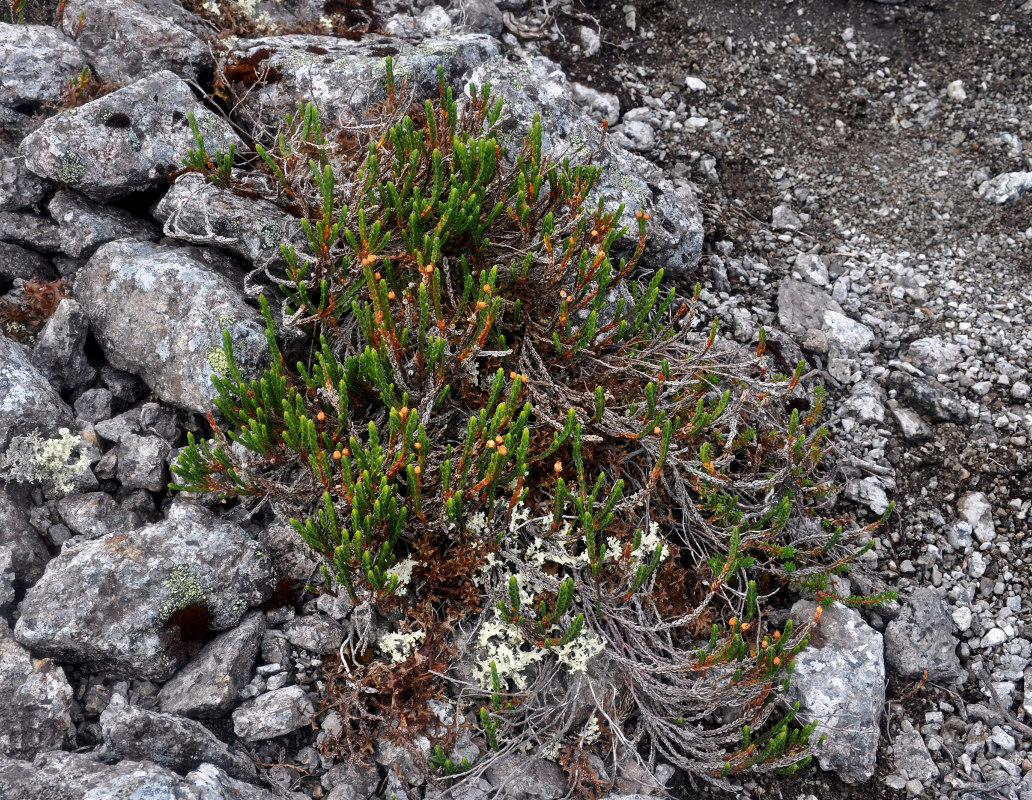 Изображение особи Cassiope tetragona.