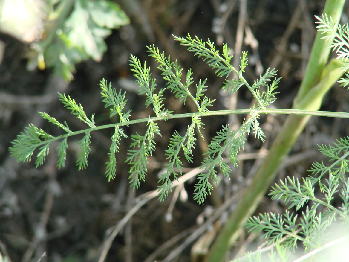 Image of familia Apiaceae specimen.