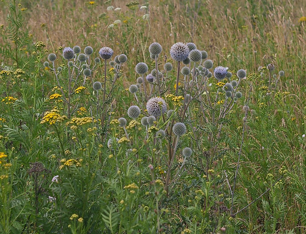 Изображение особи Echinops sphaerocephalus.