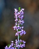 Erica manipuliflora