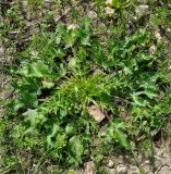 Eryngium creticum. Вегетирующее растение. Республика Кипр, окр. г. Лимасол (Λεμεσός), рудеральное местообитание недалеко от моря. 02.03.2019.