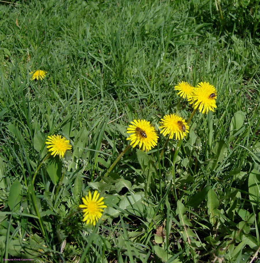 Изображение особи Taraxacum officinale.