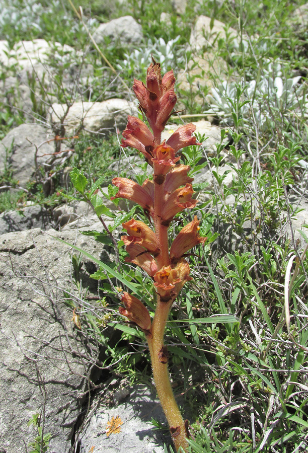 Изображение особи Orobanche alba ssp. xanthostigma.