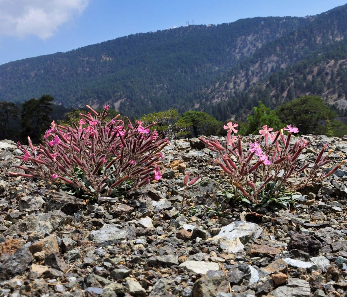 Image of Saponaria cypria specimen.