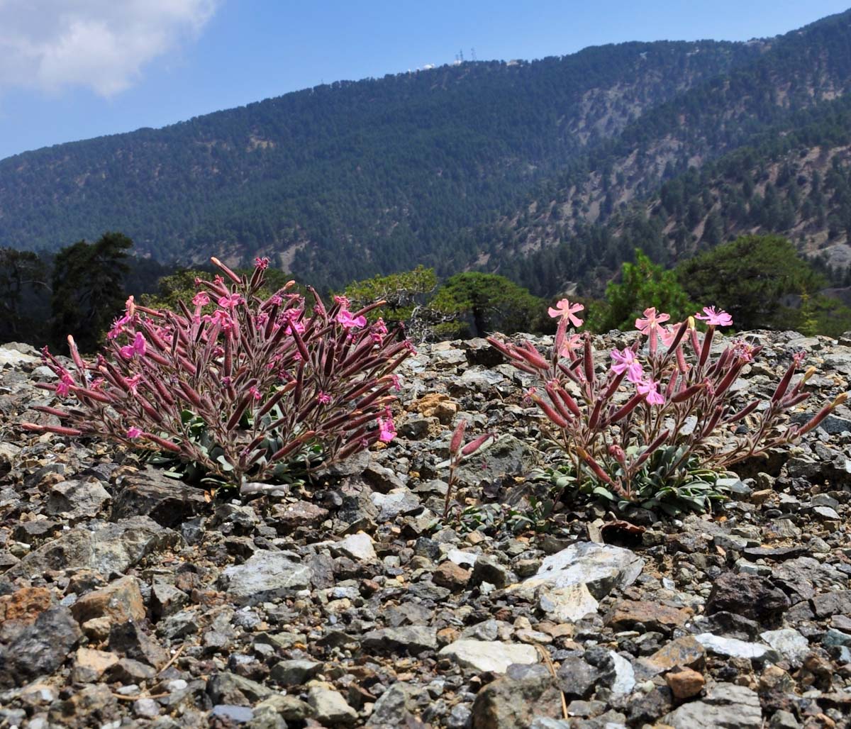 Image of Saponaria cypria specimen.